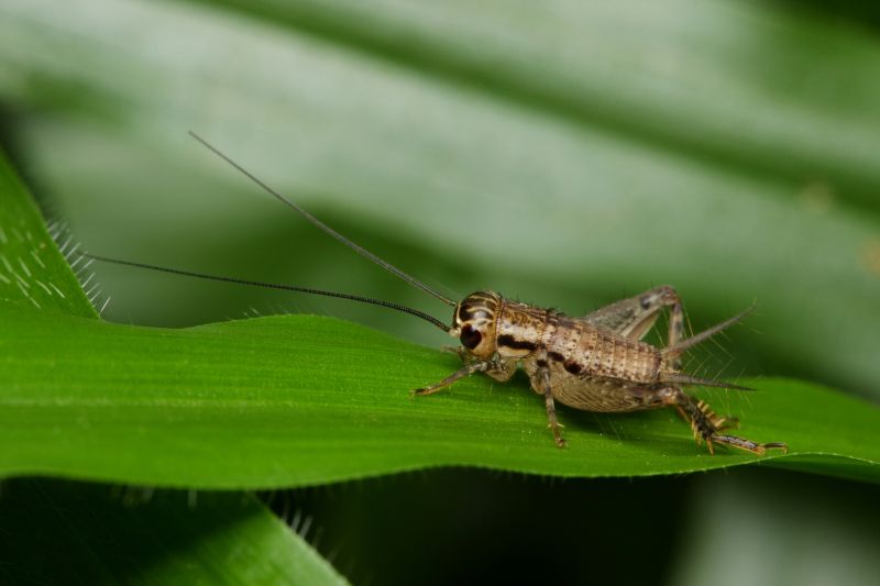 Cricket Control Service in Fort Worth, TX