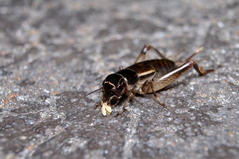Cricket Control Service in Mckinney, TX