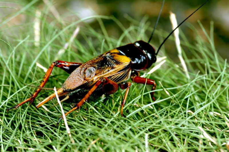 Cricket Control Service in Mckinney, TX