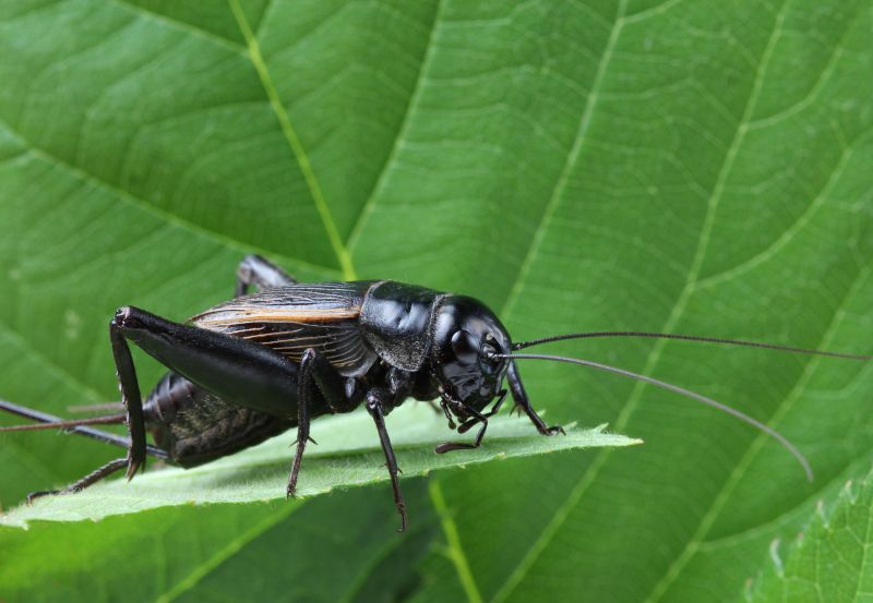 Cricket Control Service in Frisco, TX