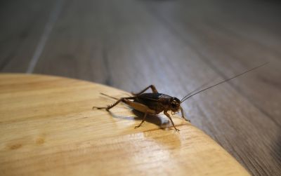 Cricket Prevention in Frisco, TX