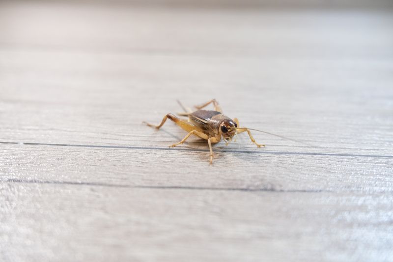 Cricket Prevention in Katy, TX