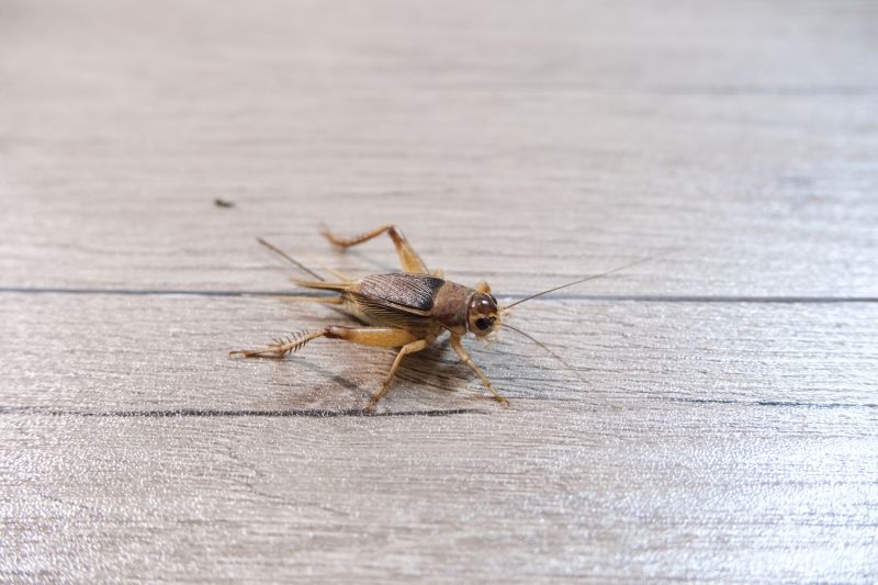 Cricket Prevention in Denton, TX
