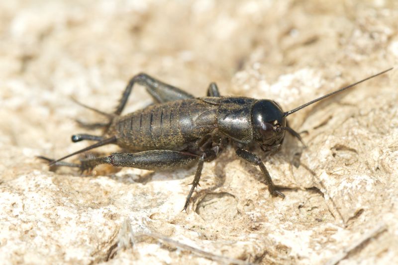 Cricket Prevention in Fort Worth, TX