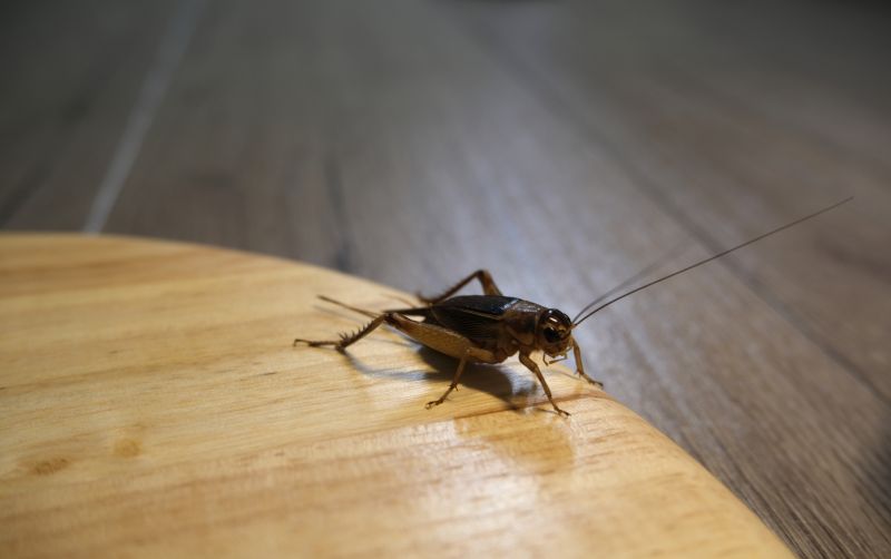Cricket Prevention in New Braunfels, TX