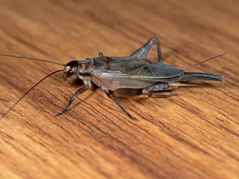 Cricket Prevention in Rockwall, TX