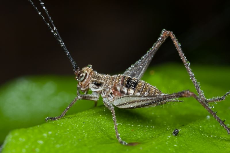 Cricket Removal Service in Katy, TX