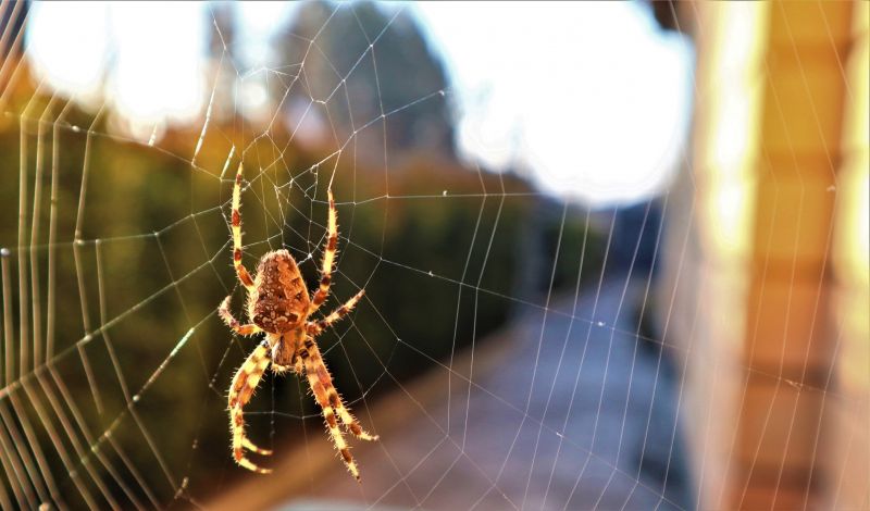Cross Spider Extermination in Rockwall, TX