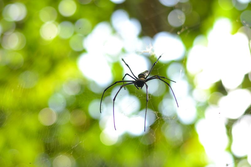 Cross Spider Extermination in Denton, TX