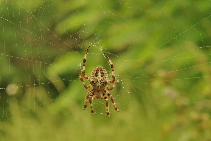 Cross Spider Extermination in Denton, TX