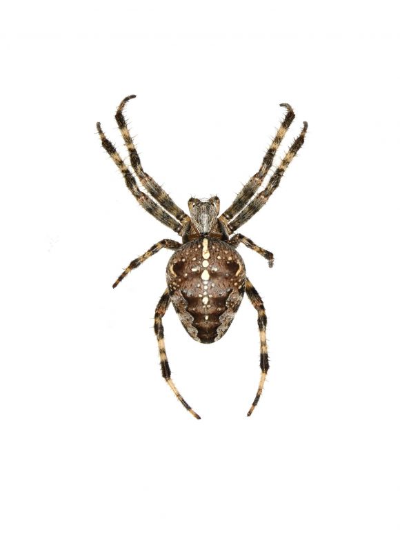 Cross Spider Extermination in New Braunfels, TX
