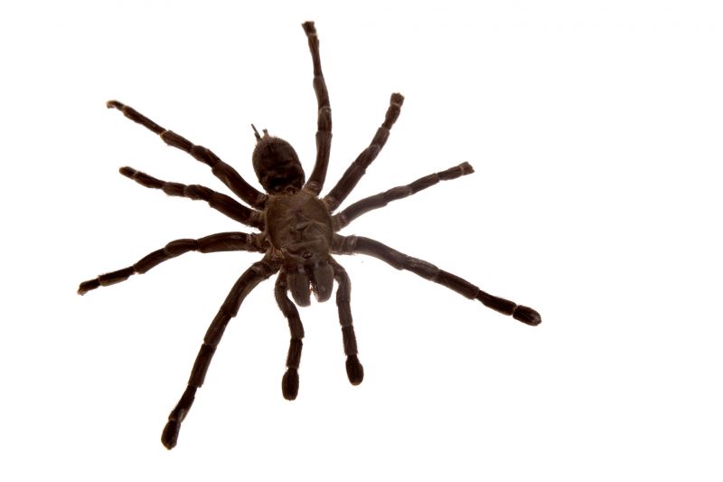 Cross Spider Extermination in Frisco, TX