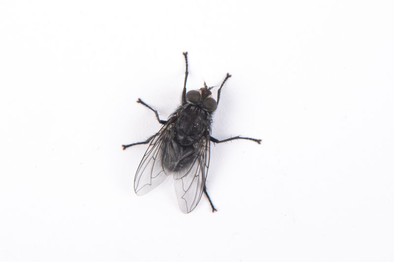 Fly Control Service in Mckinney, TX