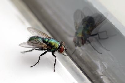 Fly Infestation Extermination in New Braunfels, TX
