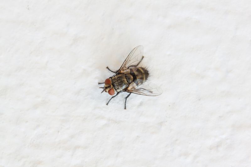 Fly Infestation Extermination in Fort Worth, TX