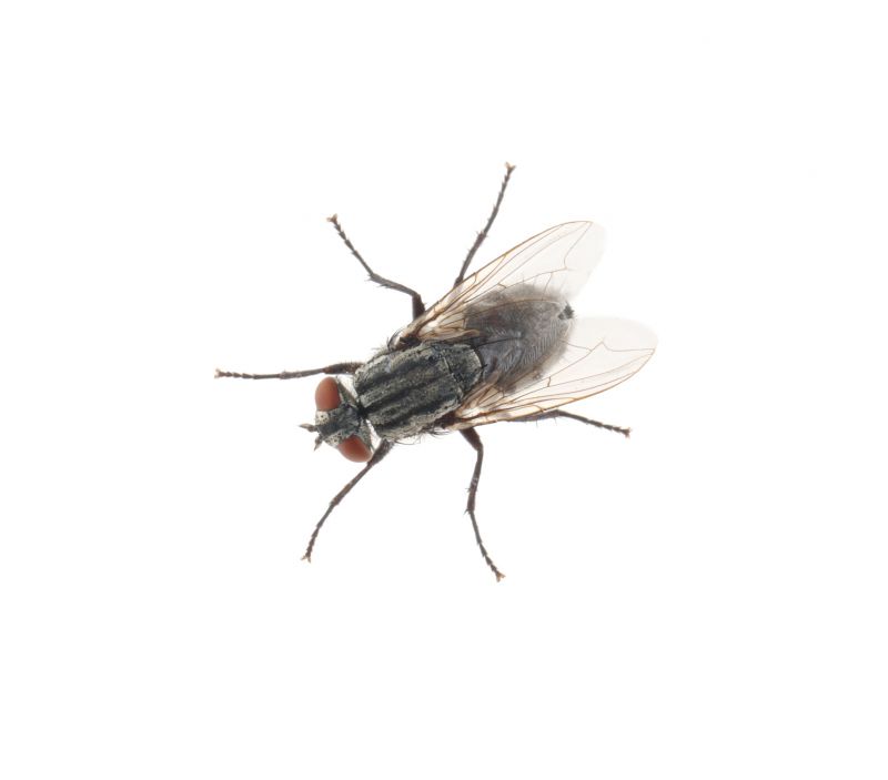 Fly Infestation Extermination in Frisco, TX
