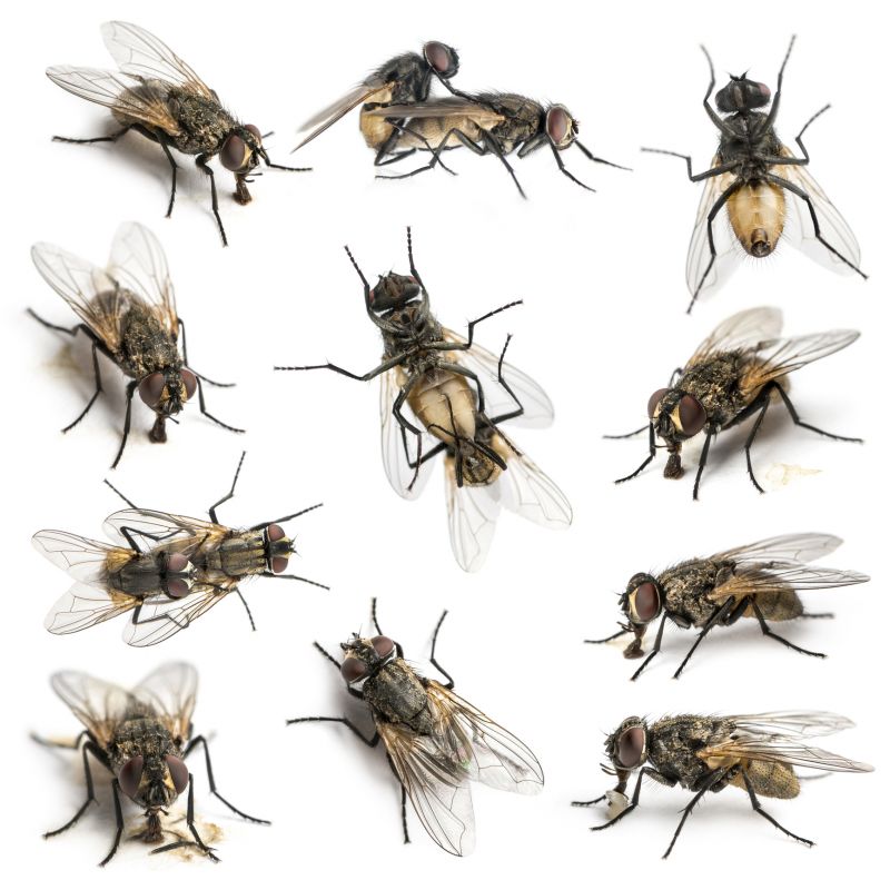 Fly Infestation Extermination in Denton, TX