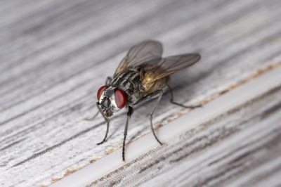 Fly Infestation Extermination in Denton, TX