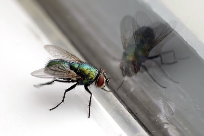Fly Pest Control in Arlington, TX
