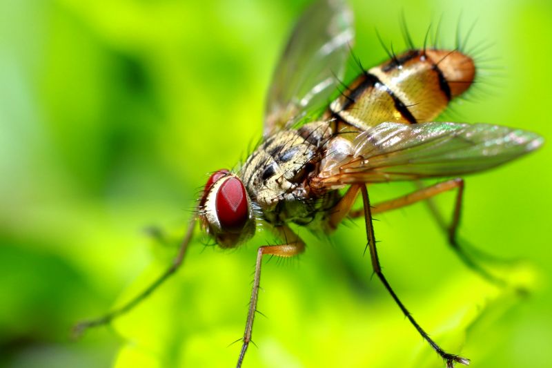 Fruit Fly Extermination in New Braunfels, TX