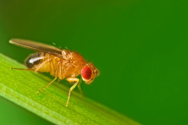 Fruit Fly Extermination in Arlington, TX