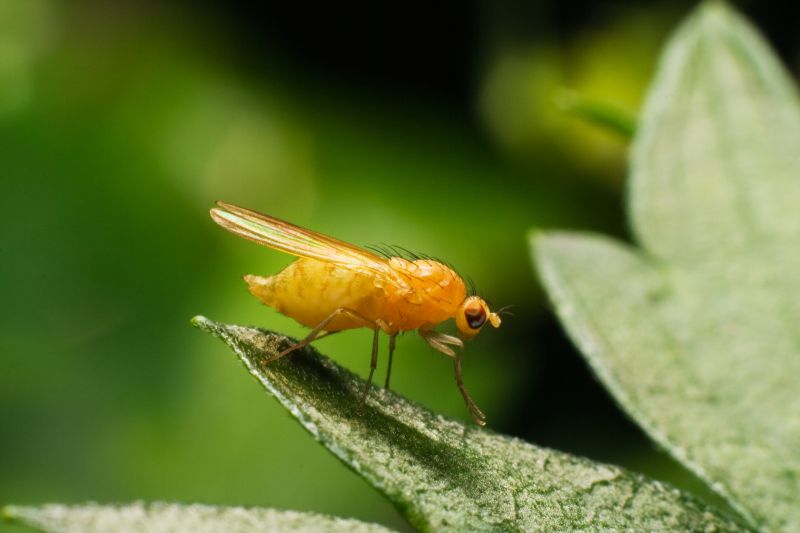 Fruit Fly Extermination in Arlington, TX