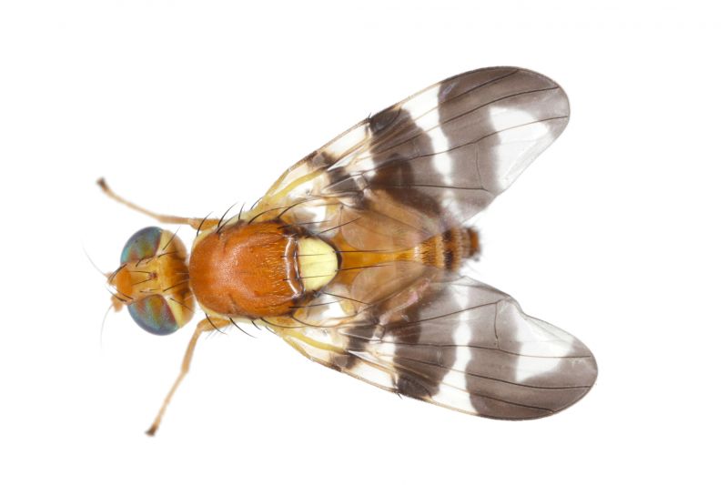 Fruit Fly Extermination in Mckinney, TX
