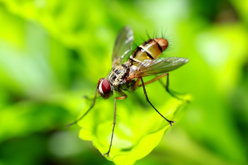 Fruit Fly Extermination in Mckinney, TX