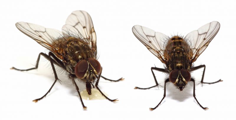 Fruit Fly Extermination in Mckinney, TX