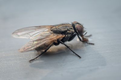 Fruit Fly Extermination in Frisco, TX