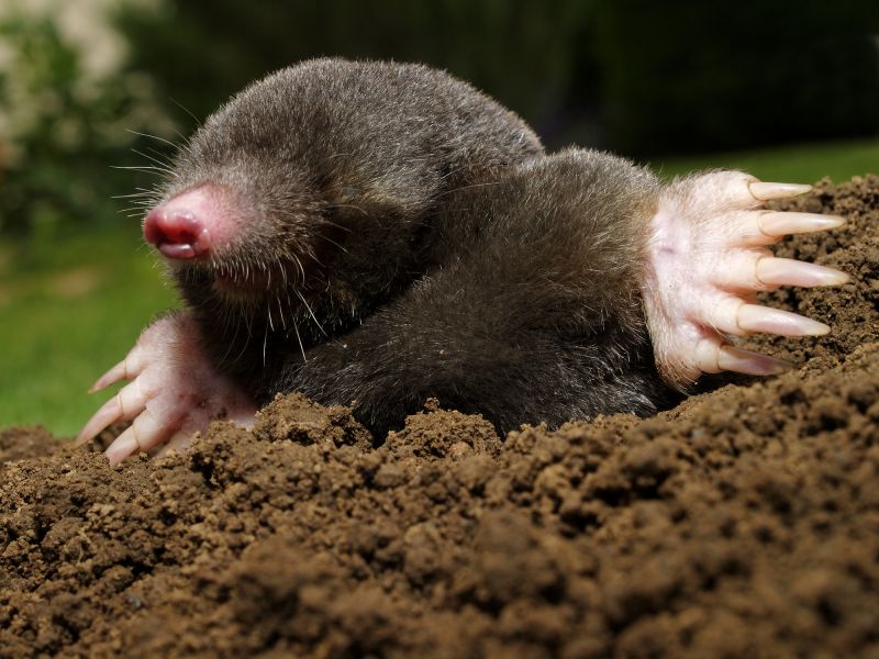 Mole Removal detail