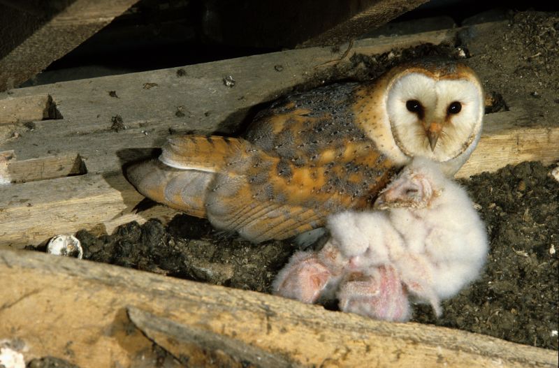 Attic Animal Removal