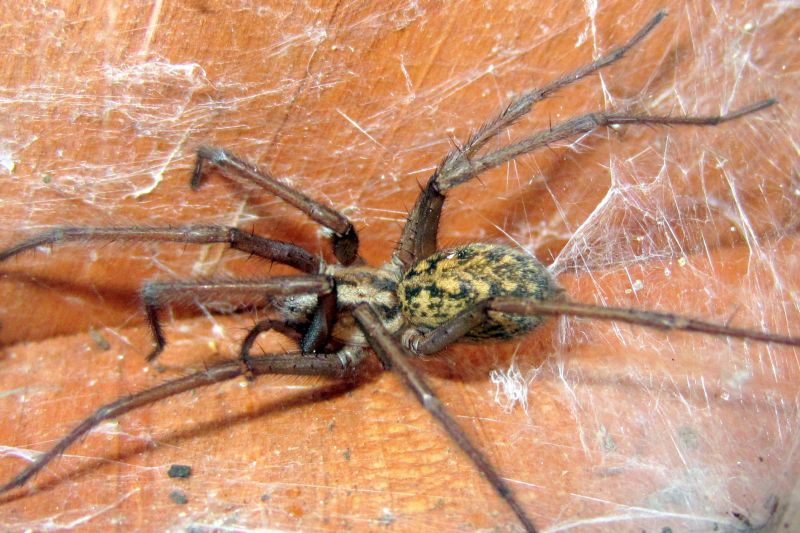 Hobo Spider Extermination in New Braunfels, TX