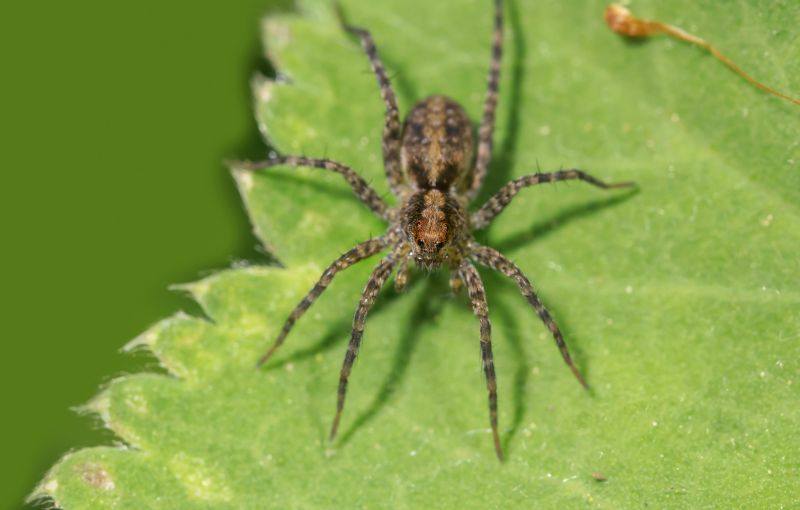 Hobo Spider Extermination in Rockwall, TX