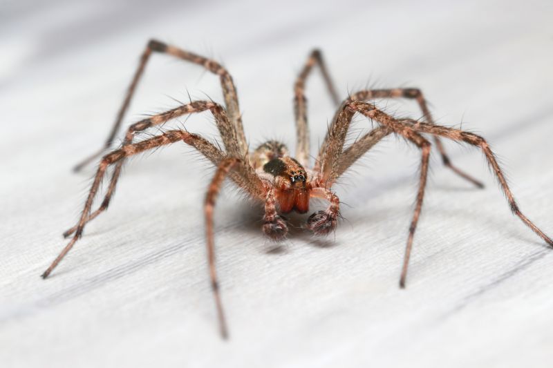 Hobo Spider Extermination in Denton, TX