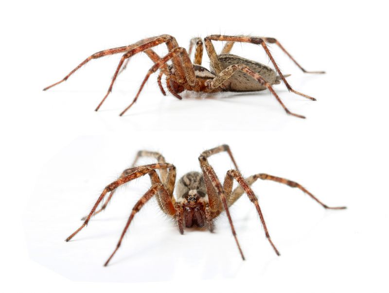 Hobo Spider Extermination in Denton, TX