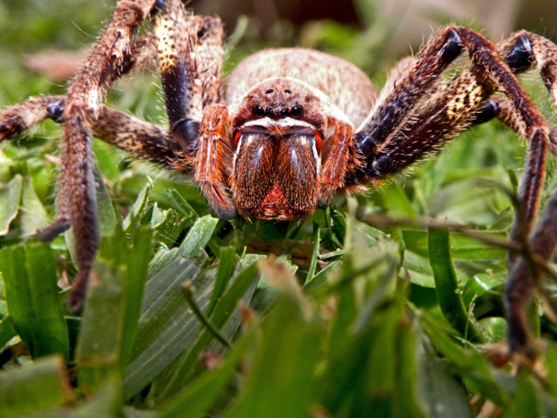 Huntsman Spider Extermination in Denton, TX