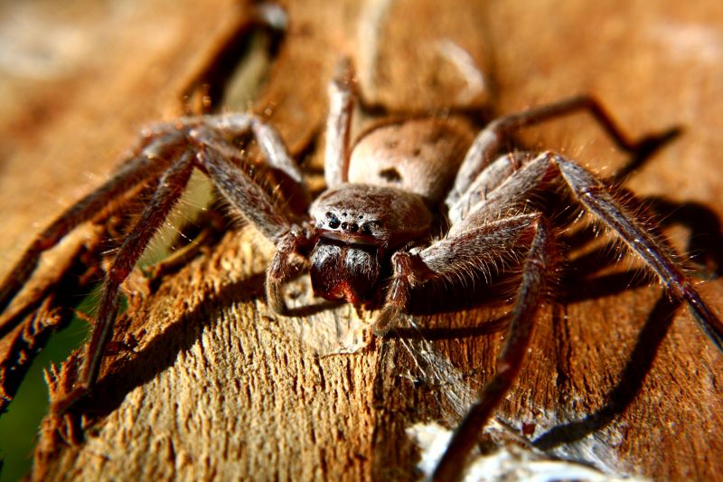 Huntsman Spider Extermination in Rockwall, TX