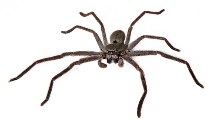 Huntsman Spider Extermination in New Braunfels, TX