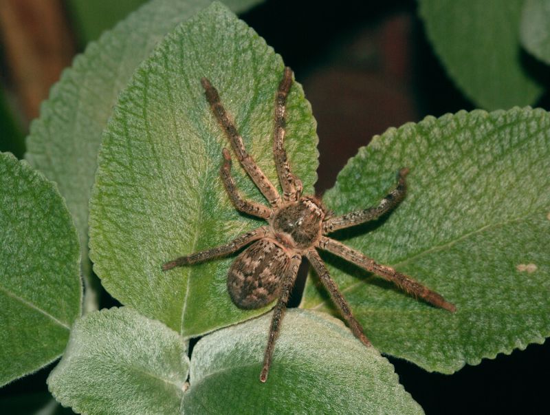 Huntsman Spider Extermination in Mckinney, TX