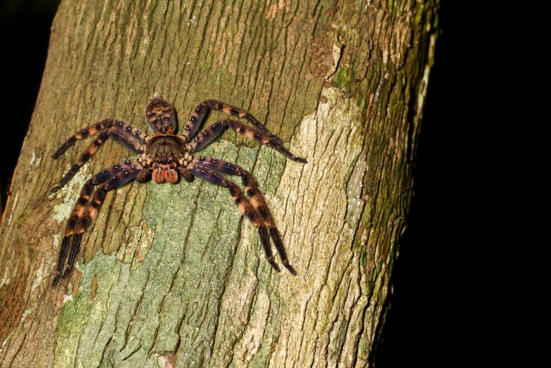 Huntsman Spider Extermination in Fort Worth, TX