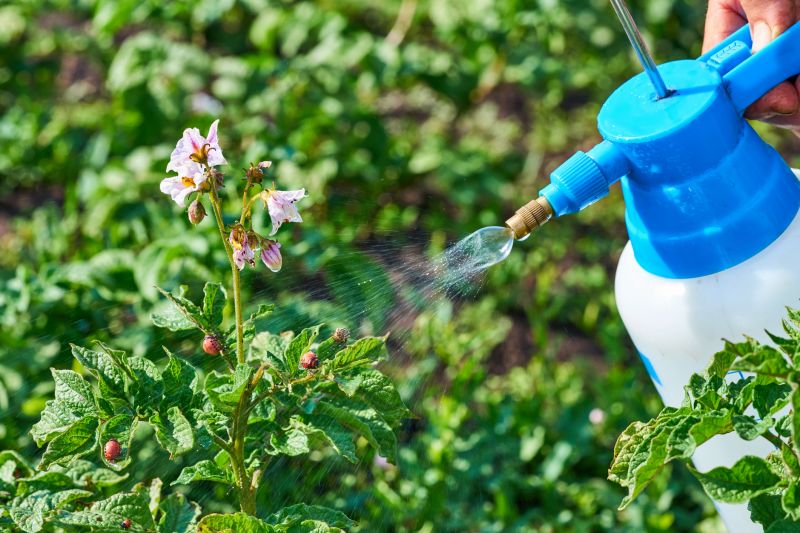 Lawn Insect Spraying in Frisco, TX