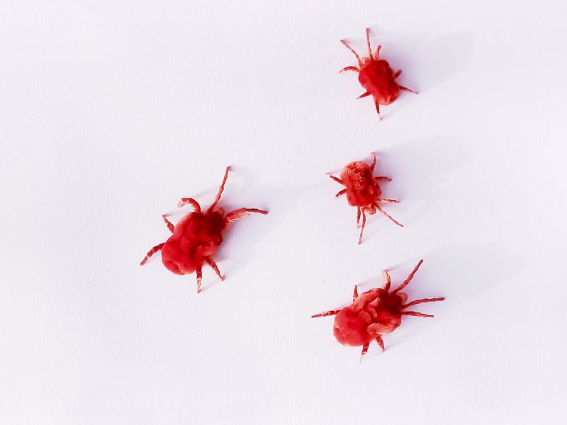 Mites Extermination in Arlington, TX