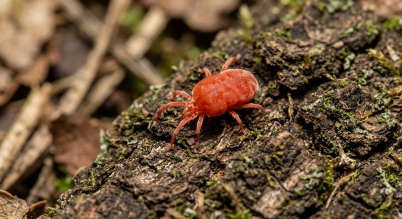 Mites Extermination in Arlington, TX