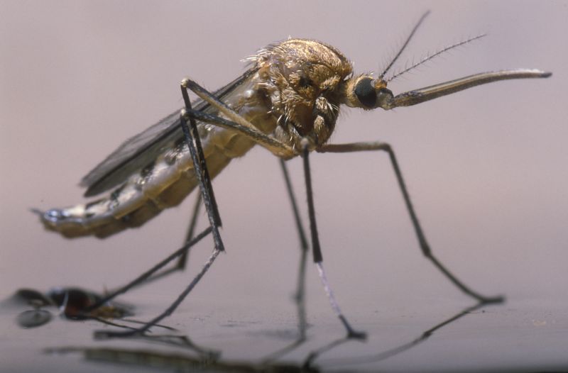 Mosquito Control Service in Arlington, TX