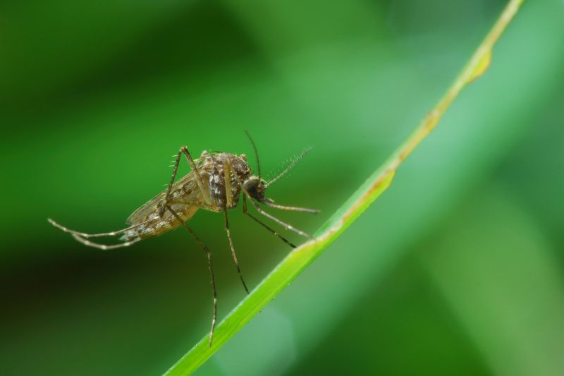 Mosquito Control Service in Denton, TX