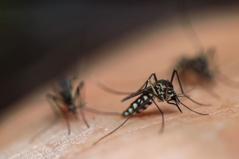 Mosquitoes Pest Control in Arlington, TX