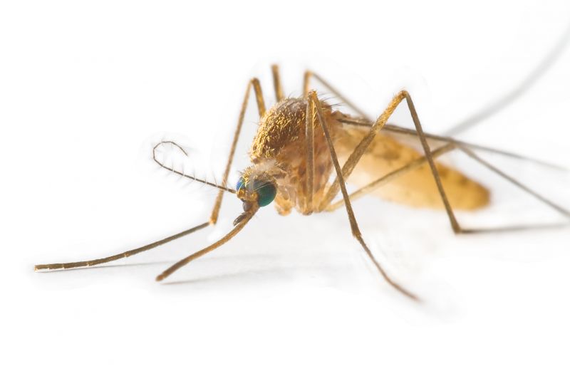 Mosquitoes Pest Control in Fort Worth, TX