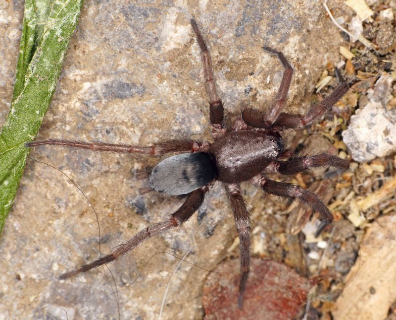 Mouse Spider Extermination in Frisco, TX
