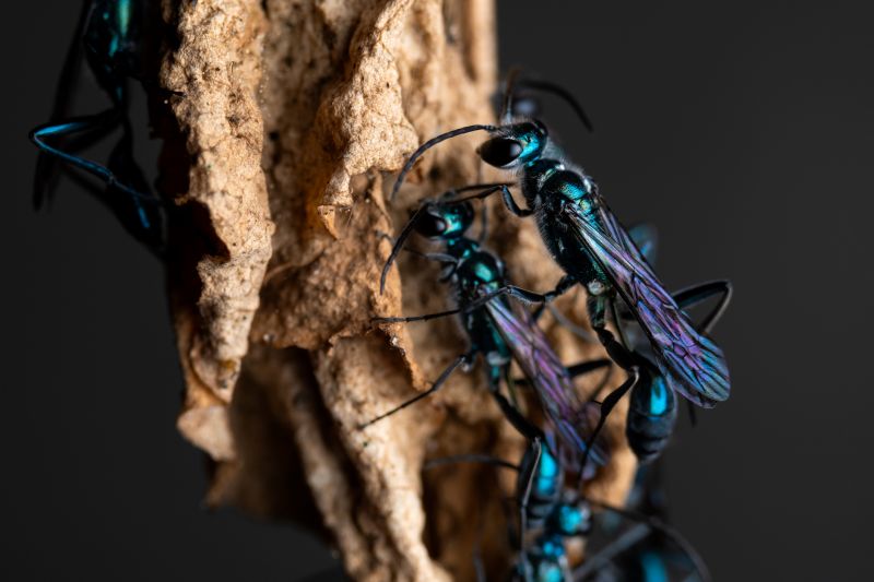 Mud Dauber Extermination in Arlington, TX